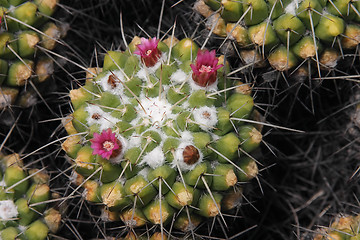 Image showing Cactus