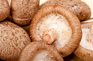 Image showing shiitake mushrooms