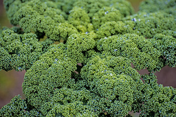 Image showing green kale in cultivation