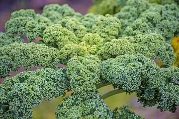 Image showing green kale in cultivation