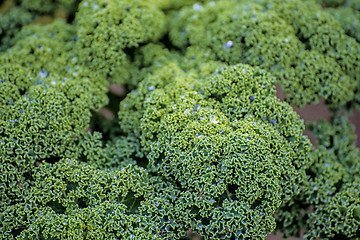 Image showing green kale in cultivation