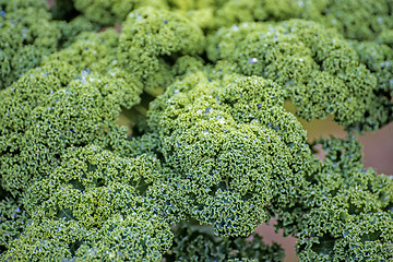 Image showing green kale in cultivation