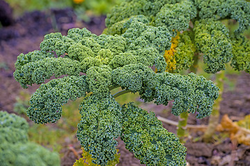 Image showing green kale in cultivation