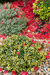 Image showing autumn colors composition in home garden