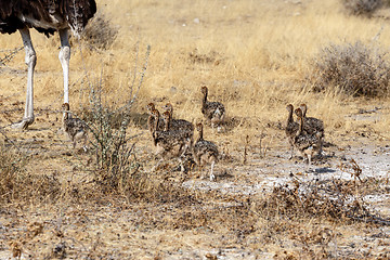 Image showing Family of Ostrich with chickens, Struthio camelus, in Namibia