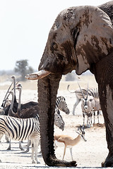 Image showing African elephants drinking at a muddy waterhole with other animals