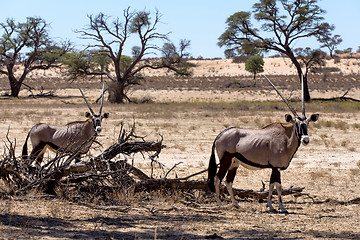 Image showing Gemsbok, Oryx gazella