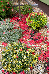 Image showing autumn colors composition in home garden