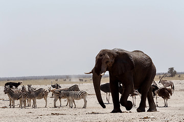 Image showing Animal trafic on muddy waterhole in Etosha