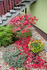 Image showing autumn colors composition in home garden