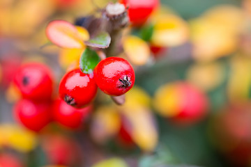 Image showing autumn background with red gaultheria