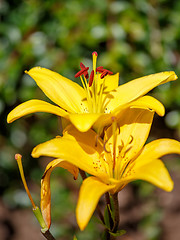 Image showing Detail of flowering yellow lily