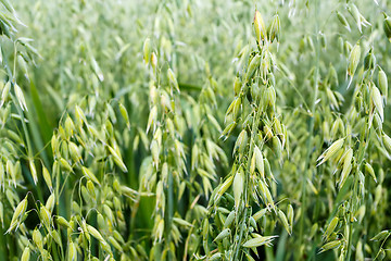 Image showing green oat grass growing in the field