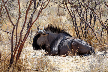 Image showing wild Wildebeest Gnu