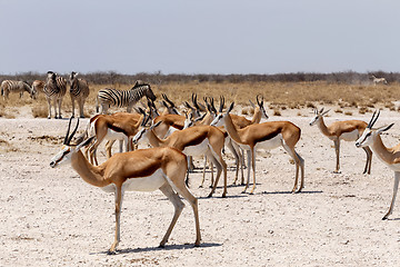 Image showing herd of springbok in Etosha