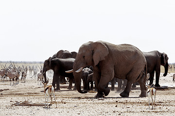 Image showing herd of African elephants drinking at a muddy waterhole