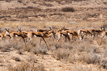 Image showing herd of springbok