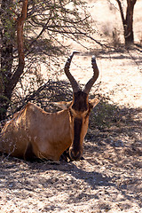 Image showing A Tsessebe (Damaliscus lunatus) stood facing the camera