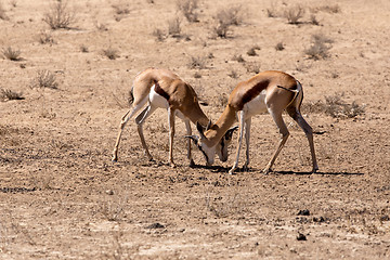 Image showing two springbooks grazing