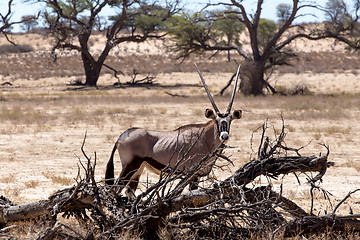 Image showing Gemsbok, Oryx gazella