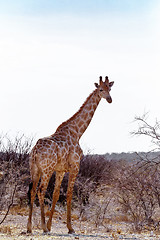 Image showing Giraffa camelopardalis near waterhole