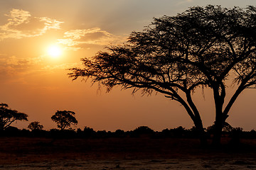 Image showing African sunset with tree in front