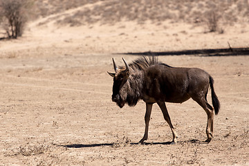 Image showing wild Wildebeest Gnu