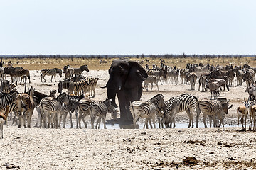 Image showing African elephant drinking together with zebras and antelope at a