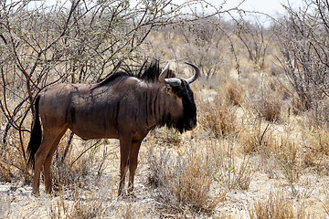 Image showing wild Wildebeest Gnu