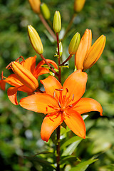 Image showing Detail of flowering orange lily