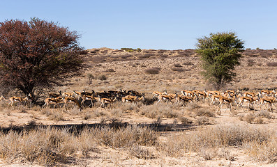 Image showing herd of springbok hiding under a big acacia