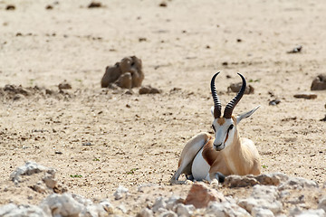 Image showing Portrait of Springbok Antidorcas marsupialis