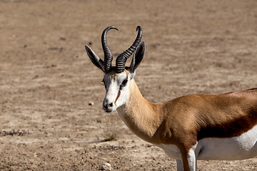 Image showing Portrait of Springbok Antidorcas marsupialis