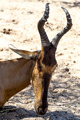 Image showing A Tsessebe (Damaliscus lunatus) stood facing the camera