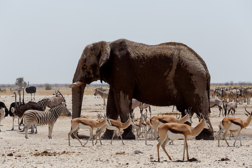 Image showing Animal trafic on muddy waterhole in Etosha