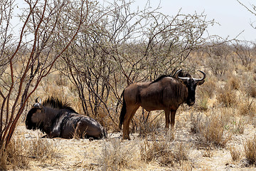 Image showing wild Wildebeest Gnu