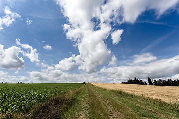 Image showing rural path with trees next to meadows