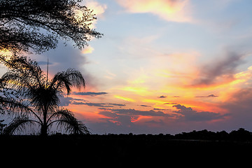 Image showing African sunset with tree in front