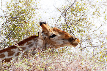 Image showing Giraffa camelopardalis grazing on tree