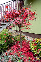 Image showing autumn colors composition in home garden