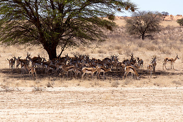 Image showing herd of springbok hiding under a big acacia