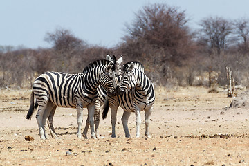 Image showing Zebras in african bush