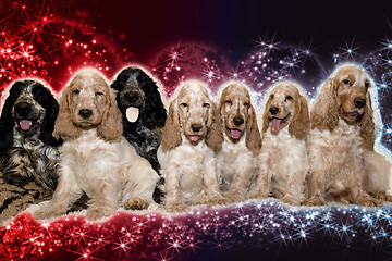 Image showing portrait of english cocker spaniel in abstract background