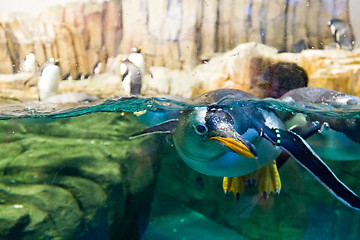 Image showing Swimming penguin looking underwater