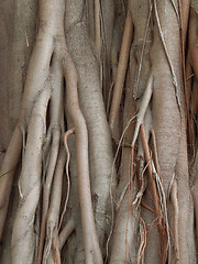 Image showing wooden roots