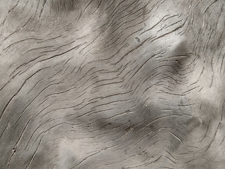 Image showing burl wood surface