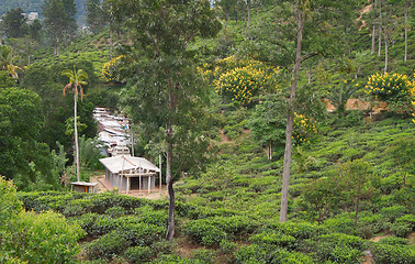 Image showing tea plantation