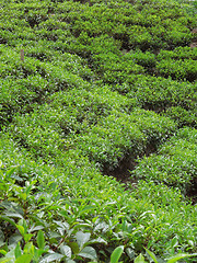 Image showing tea plantation