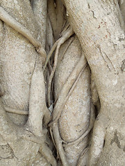 Image showing wooden roots