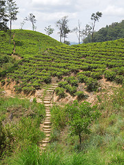 Image showing tea plantation